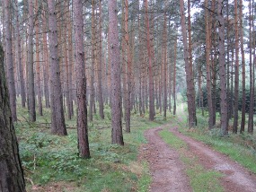 Forstweg im 'Hohen Fläming'.