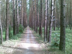 Waldweg